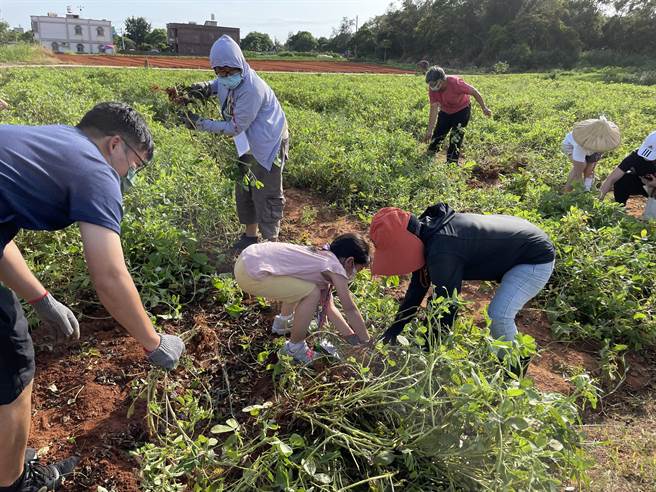 金寧乡公所今天下乡举办「一日小农」亲子活动，分享花生丰收的喜悦。（金寧乡公所提供）