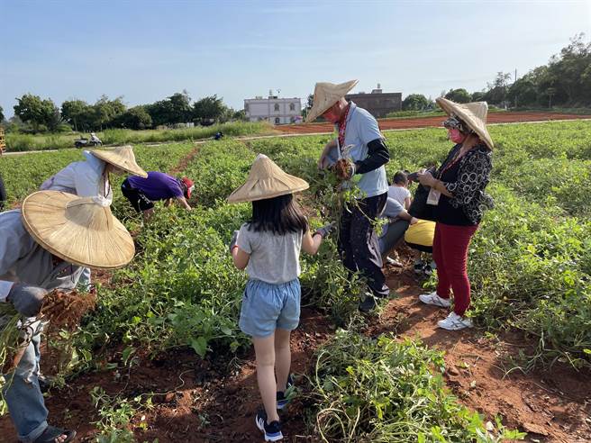 小朋友和家长透过採收的过程，观察本土经济作物的生态环境。（金寧乡公所提供）