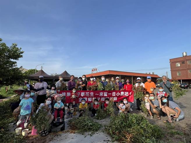 「落花生，落花生，落花果就生。」金门昔果山的落花生以香味、油质多驰名全岛，金寧乡公所今天下乡举办「一日小农」亲子活动。（金寧乡公所提供），