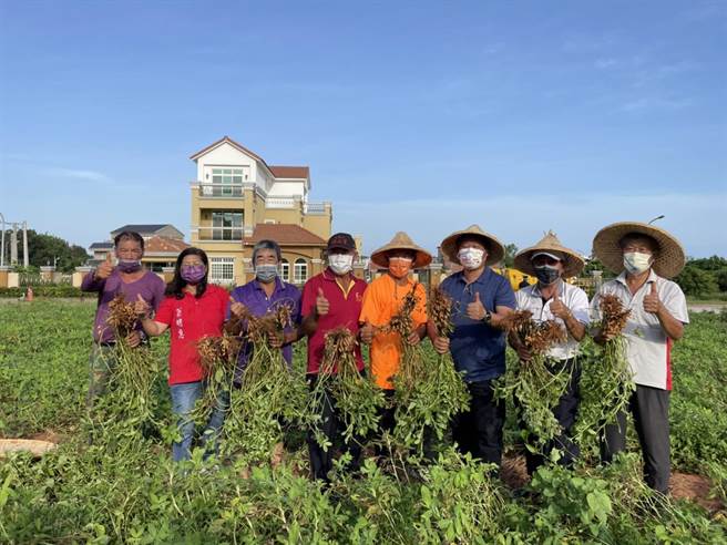 金门昔果山的落花生以香味、油质多驰名全岛。（金寧乡公所提供）