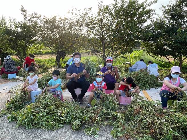 30余位小朋友和家长在乡长杨忠俊的带领下走进旧名「菽蒿山」的红土花生田，在炎阳高照中分享一季的丰收和喜悦，也体验粒粒皆辛苦的农家生活日常。。（金寧乡公所提供）