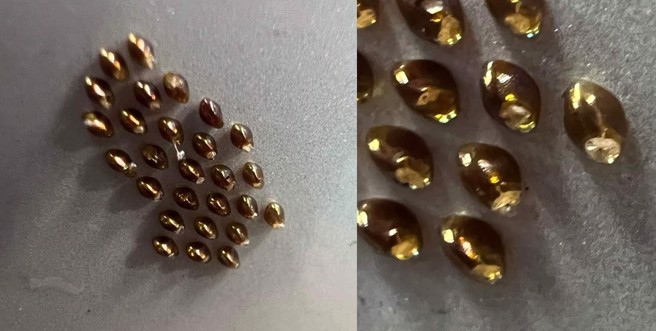 原PO在機車殼上突然發現有一粒粒排列緊密的金黃球體，上網請益想知道究竟是什麼東西？（圖／取自爆廢公社）