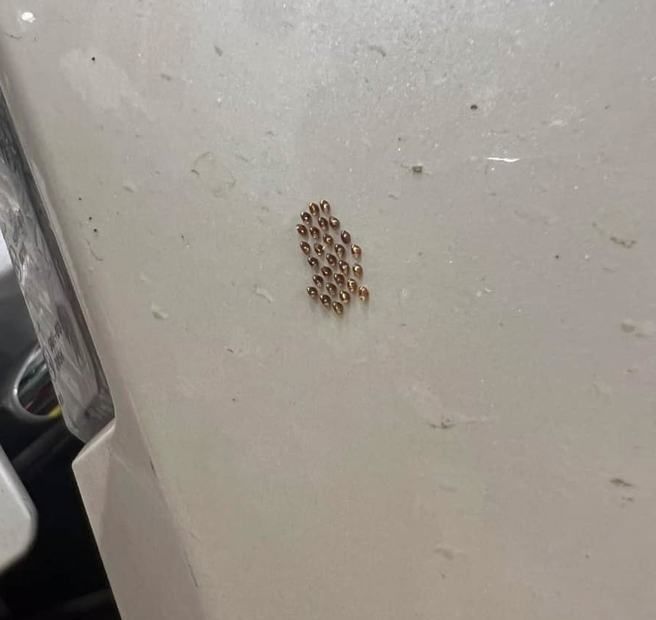 內行網友解答其實是瘤緣椿象的蟲卵，不慎觸碰可能會沾染臭味。（圖／取自爆廢公社）