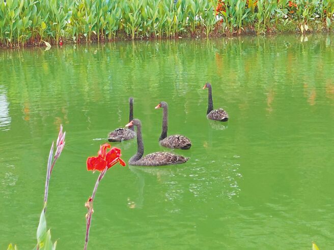 4只6个月大的黑天鹅宝宝入住秋红谷公园，一周以来适应良好，优游水池中，是活力十足好奇鹅宝宝。（谢琼云摄）