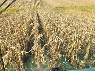 氣候影響穀物收成