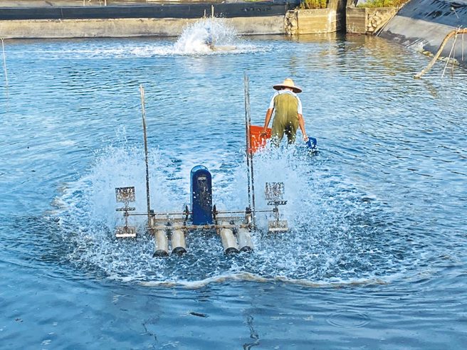 黄男怀疑临时工偷200台斤的白虾，怒告对方偷窃，法官依这理由判无罪。非当事者养虾场（图／本报资料照）