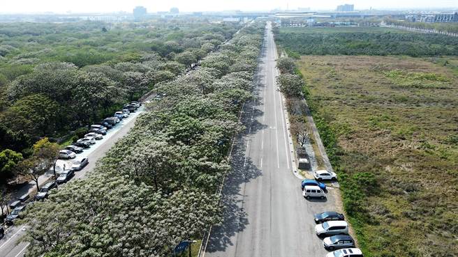 目前虎尾高铁入口马路行道树是整齐画一的苦楝树。（云林县府工务处提供）