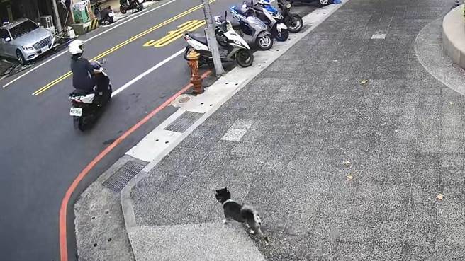 柴犬街头乱窜，下班女警被「遛」半小时。(翻摄照片／蔡依珍桃园传真)