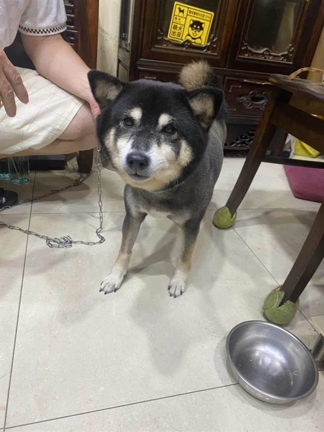 柴犬街头乱窜，下班女警被「遛」半小时。(翻摄照片／蔡依珍桃园传真)