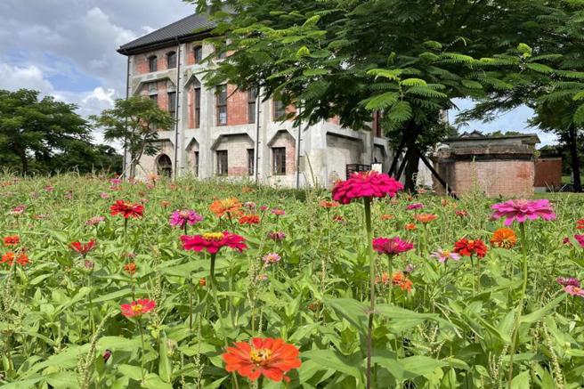 台南山上花園水道博物館種植面積近2公頃的百日草，近日進入花期，搭配園區古蹟建築呈現美景。（圖/ 中央社）