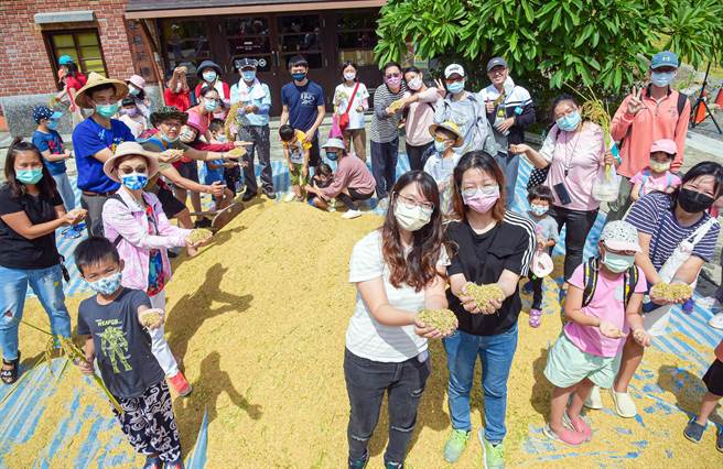民眾赶早体验割禾、晒谷，感受旧时农家乐。（林和生摄）