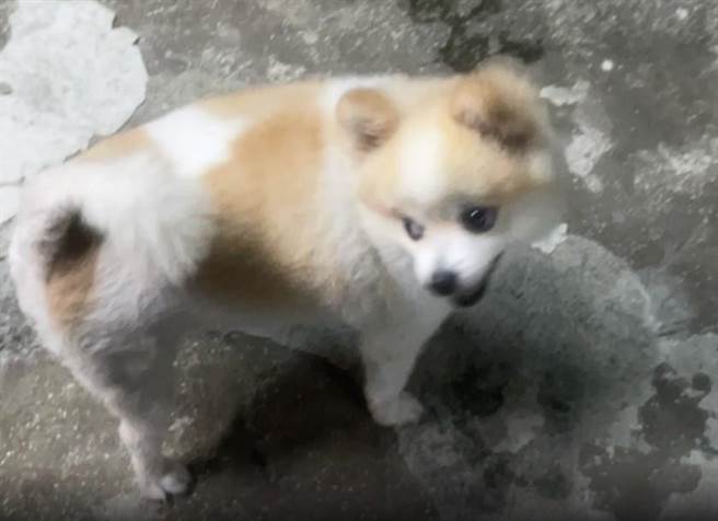 职业赌场利用宠物博美犬来充当警卫犬。（警方提供／李奇叡新北传真）