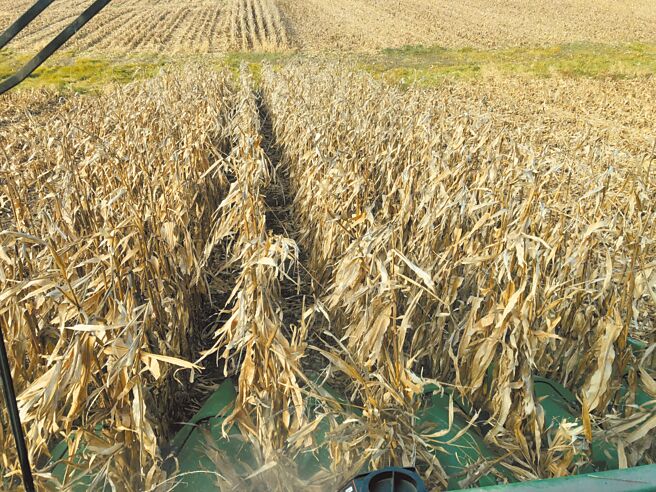 氣候影響穀物收成圖╱路透