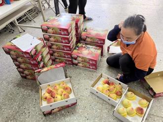 尖石鄉水蜜桃銷售不佳  公所推優惠助果農度難關
