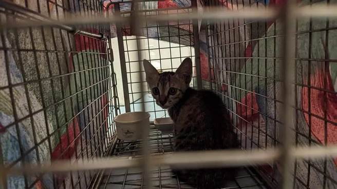 成功使用诱捕笼救援受困的小猫。（新北市动保处提供）
