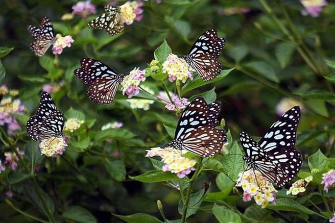 西拉雅「蝴蝶游乐园」活动陪大小朋友一起放暑假。　图：西拉雅国家风景区管理处／提供 