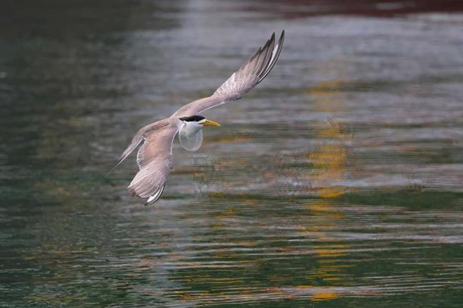 鳥友日前在基隆市正濱漁港拍到鳳頭燕鷗脖子卡住飲料杯蓋畫面，拍鳥俱樂部社長黃蜀婷呼籲民眾將垃圾收好，避免落地被野生動物誤食或漂入大海、港內被鳥兒誤啄而遭「塑害」危及生命。（圖/ 中央社）
