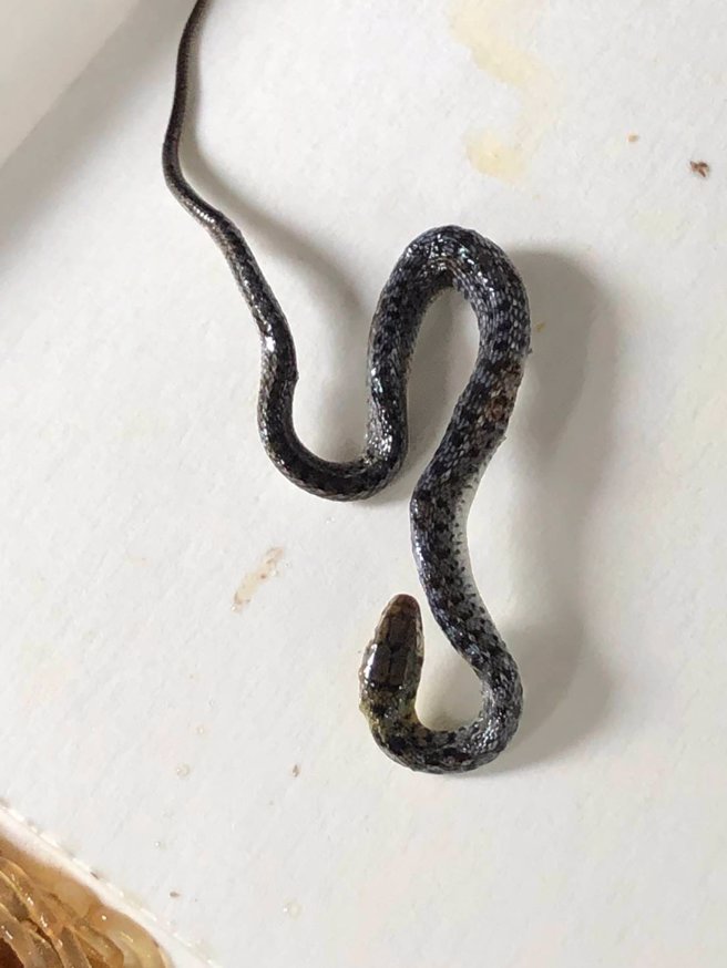 原PO在中午的便當中發現蛇。（圖／翻攝自爆爆廢公社）