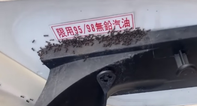 原PO的汽车加油箱布满蚂蚁军。（图／翻摄自爆废公社）