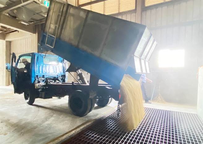 大安区农会即日起协助农民进行一期稻作缴交收购，并于农会供销部及海墘办事处两地作业。（大安区农会提供）