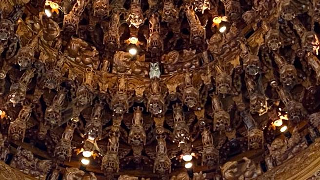 竹崎乡復金真武庙日前飞来一只灰白猫头鹰，以庙为家，长住在藻井长达4个多月。（深海鱼提供∕吕妍庭嘉义传真）