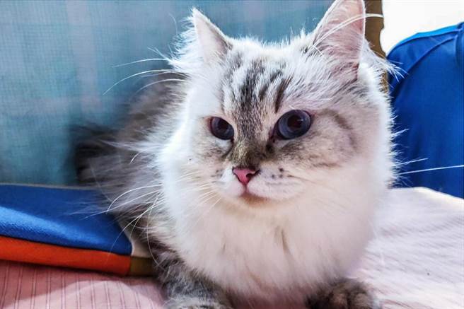 新竹縣家畜所開放16隻品種貓認養，有12隻布偶貓。（新竹縣政府提供／羅浚濱新竹傳真）