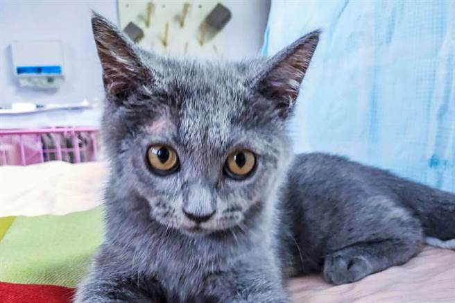 新竹縣家畜所開放16隻品種貓認養中，有4隻英國短毛貓。（新竹縣政府提供／羅浚濱新竹傳真）