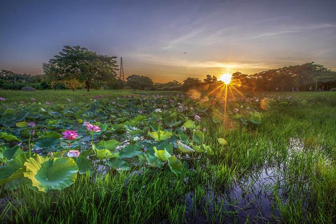 竹东河滨公园中间生态池日出荷花美景。（罗浚滨摄）