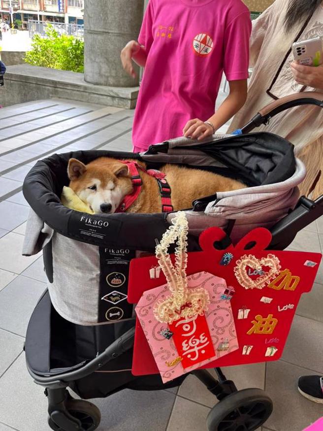 新北市安溪国中19日表示，校犬「可乐」16日病逝，18日火化。生病期间同学们协助推着车子照顾（图），也学习着接受人与狗，都可能会有非预期的困境。（图/ 中央社）