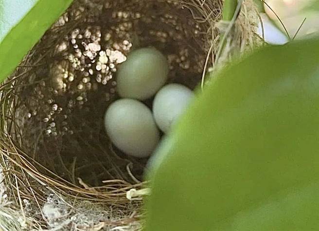 林宜家在今年4月份时就在脸书上分享一张老师在校园里拍到、一个育有三颗蛋的鸟巢，没想到成绩一公布，还真的有3个学生考上第一志愿，创下学校最佳纪录。（高市凤林国中提供／袁庭尧高雄传真）