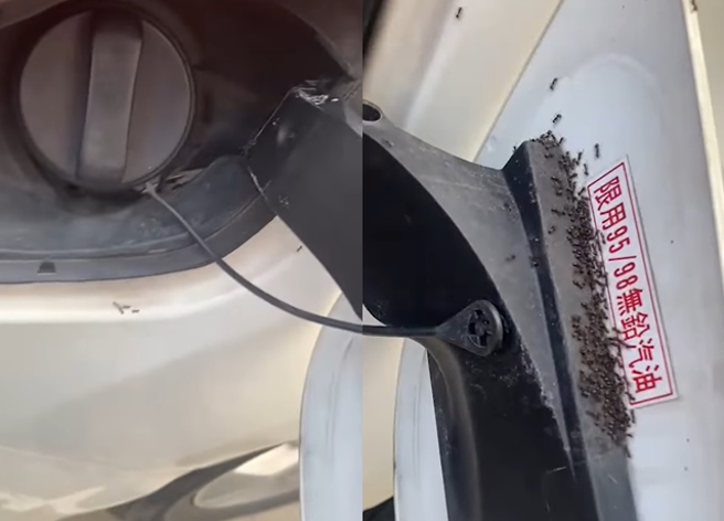 女子上山一趟後，一打開車子油箱蓋驚見螞蟻爬行，讓她嚇壞拍影片PO網求助。（翻攝自臉書爆廢公社）
