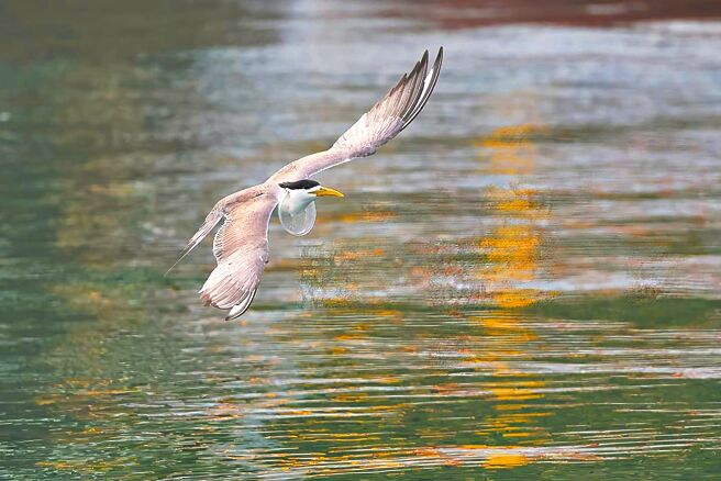 有鸟友在基隆正滨渔港摄影，意外拍到1只凤头燕鸥脖子上卡着塑胶杯盖。（拍鸟俱乐部娄记祥提供／陈彩玲基隆传真）