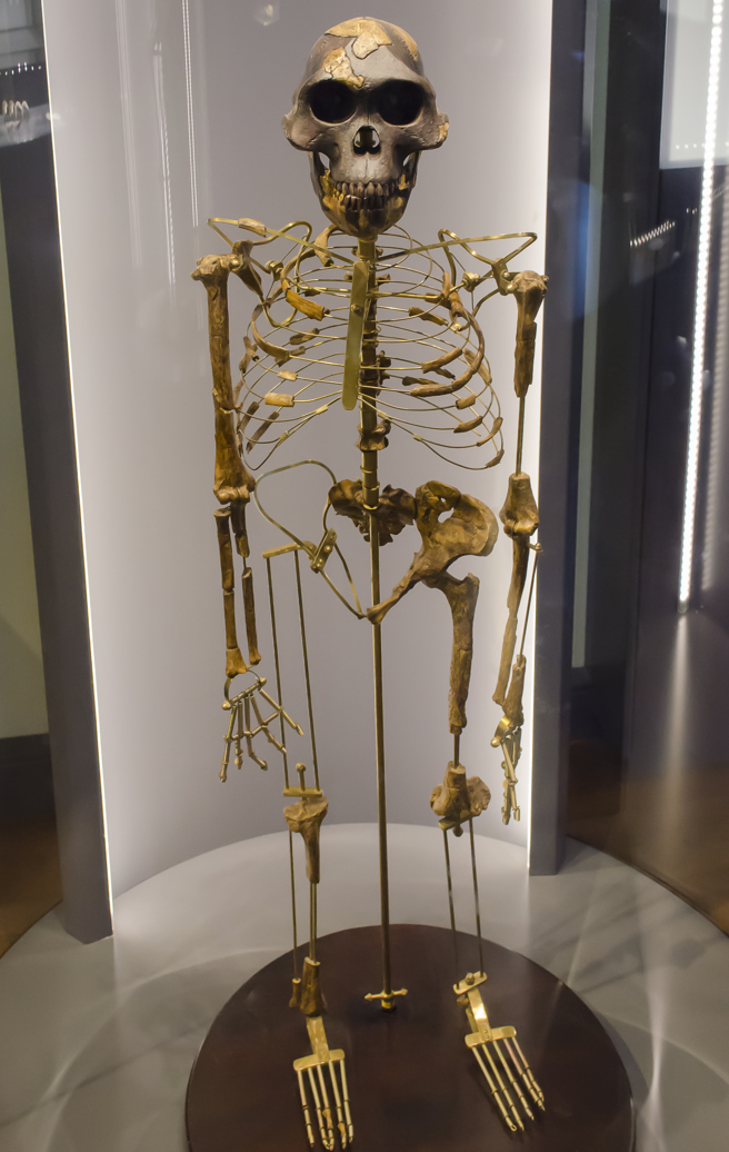 露西生活於320萬年前，具有類似猿的腦容量和類似於人類的二足直立行走能力。(示意圖/shutterstock)