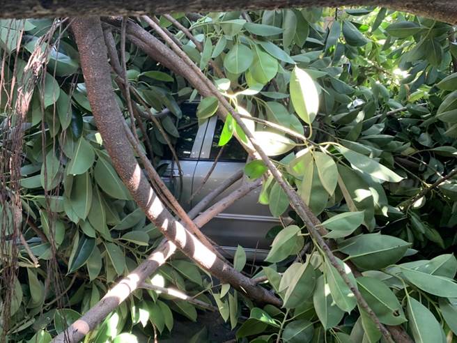 一輛小客車就被淹沒在樹枝中。（翻攝照片／高雄洪靖宜傳真）