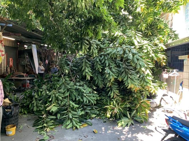 樹木突倒塌壓傷1人。（翻攝照片／高雄洪靖宜傳真）