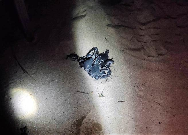 望安本年度首批86隻綠蠵龜寶寶孵化成功破土，就在19日晚上22時45分於長瀨沙灘的海龜監測點，傳來這個千載難逢的喜訊。（澎湖縣政府提供）