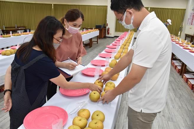 苗栗县2022年秋黄梨评鑑比赛，20日上午在头份市农会举行，3名评审在检视梨的外观。（谢明俊摄）