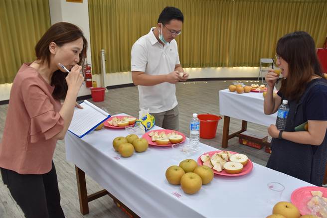 苗栗县2022年秋黄梨评鑑比赛，20日上午在头份市农会举行，3名评审试吃。（谢明俊摄）