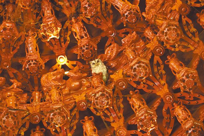 一只领角鸮驻足停留在嘉义县竹崎乡復金真武庙藻井中长达4个多月。（竹崎乡公所提供／吕妍庭嘉义传真）