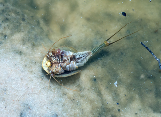 男池塘拍到三眼蝦 竟是2億年前生物 曾與恐龍共存