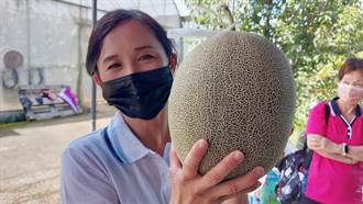 碩士女青農江曉琪 種出比頭大的洋香瓜