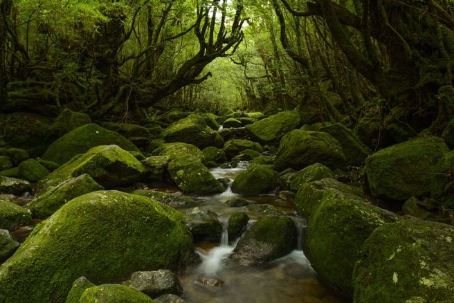 图为日本屋久岛。（达志影像／shutterstock提供）