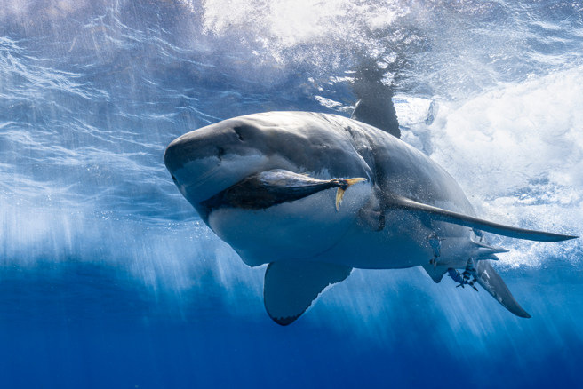 專家先前發現長達6公尺的大白鯊，認為牠們不僅有越變越大的趨勢，甚至開始懂得成群結隊狩獵。(示意圖/達志影像)
