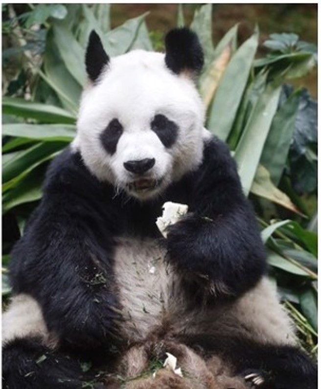 香港海洋公園長壽大貓熊安安上午安樂死（圖/東網）