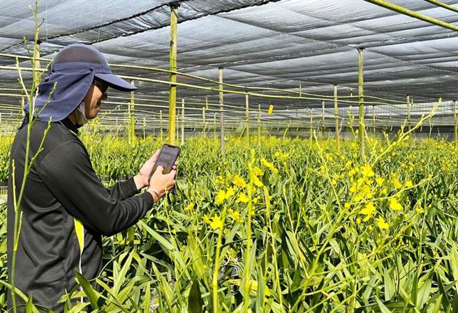 第6届百大青农詹侑宏，投入文心兰栽培运用智慧管理创造外销佳绩。（台中市政府提供／陈世宗台中传真）