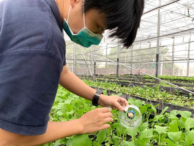 谢欣团队研发生产适合洗肾肾臟病患者及一般民眾食用的低钾蔬菜。（台中市政府提供／陈世宗台中传真）