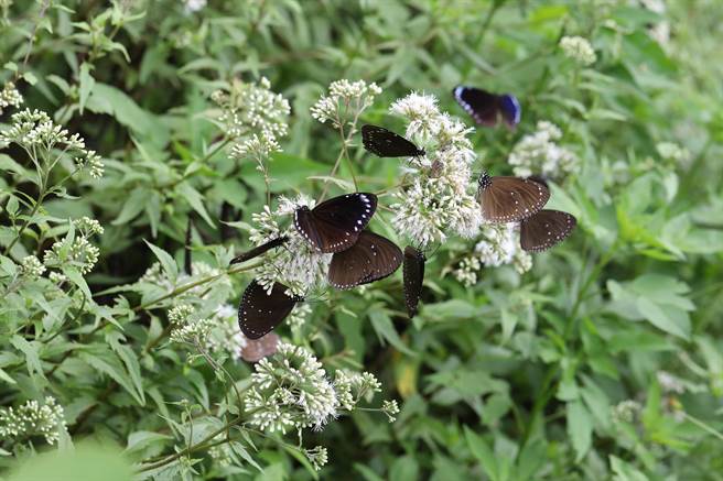 台南市关子岭岭顶公园蝶况佳，蜜源区引200只紫斑蝶飞舞。（台湾紫斑蝶生态保育协会提供／张毓翎台南传真）