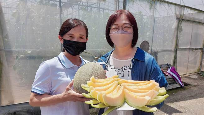 番路鄉女青農江曉琪種出的洋香瓜滋味甜美，常供不應求。（番路鄉農會提供∕呂妍庭嘉義傳真）