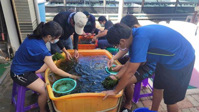 水產試驗所澎湖海洋生物研究中心21日在大倉北海草移植復育區海域放流10萬隻沙蟹稚蟹，並籲請民眾不要採捕10公分以下的沙蟹，讓沙蟹的漁業資源得以永續。（圖/ 中央社）
