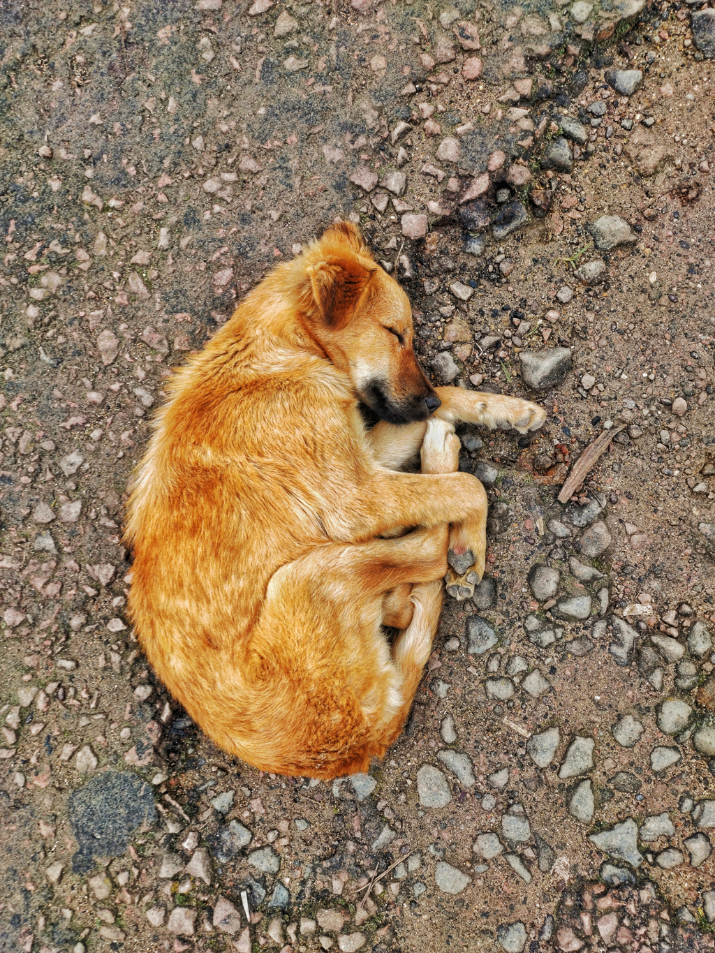 一只在休息的狗狗。（示意图/Shutter Stock）(photo:ChinaTimes)